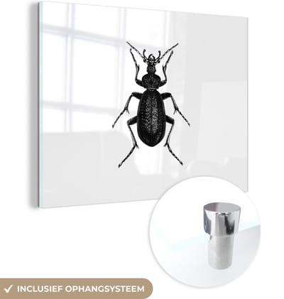 MuchoWow® Glasschilderij 40x30 cm - Schilderij acrylglas - Zwart wit - Kever - Vintage - Insecten - Foto op glas - Schilderijen