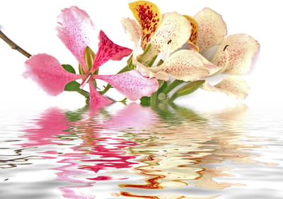 Fotobehang - Tropische bloemen - orchidee boom (bauhinia).