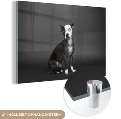 MuchoWow® Glasschilderij 150x100 cm - Schilderij acrylglas - Hond - Vlek - Portret - Foto op glas - Schilderijen