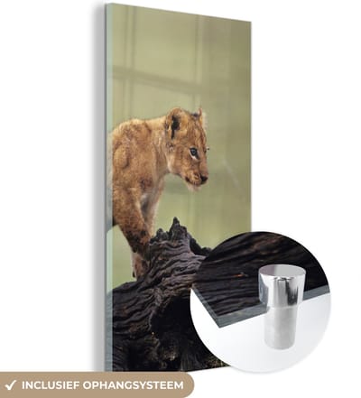 MuchoWow® Glasschilderij 20x40 cm - Schilderij acrylglas - Leeuw - Boomstam - Welp - Foto op glas - Schilderijen