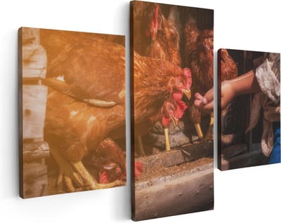 Artaza Canvas Schilderij Drieluik Kippen Krijgen te Eten - 90x60 - Foto Op Canvas - Canvas Print