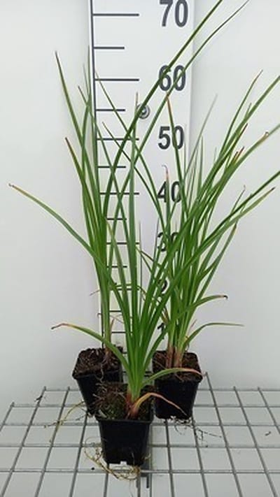 6x Vuurpijl - Kniphofia rooperi | 9x9 cm pot