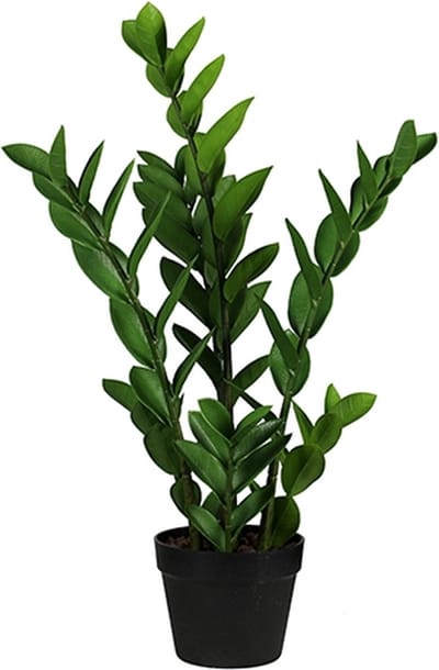Buitengewoon de boet - Zamioculcas 65 cm