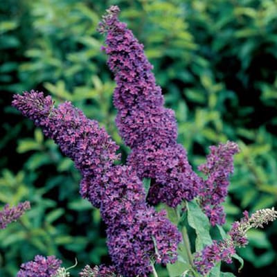 Vlinderstruik - Buddleja davidii 'Purple Emperor' 40-60 cm