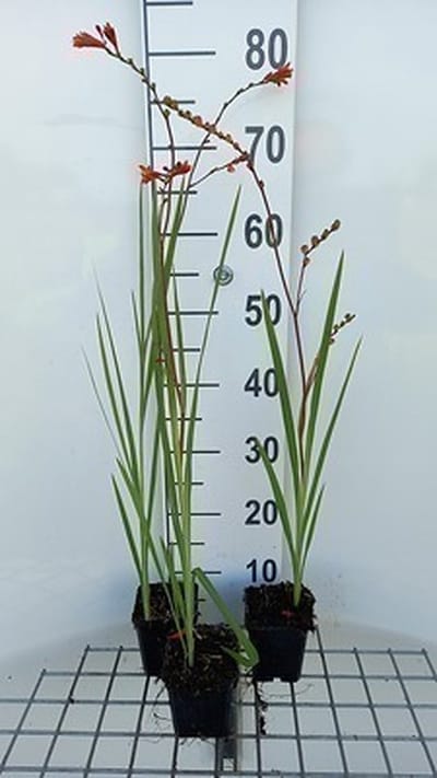 6x Montbretia - Crocosmia 'Fire King' | 9x9 cm pot