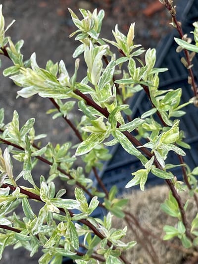 1 x Salix integra 'Flamingo'® - Bonte Japanse Wilg 30- 40 cm in pot
