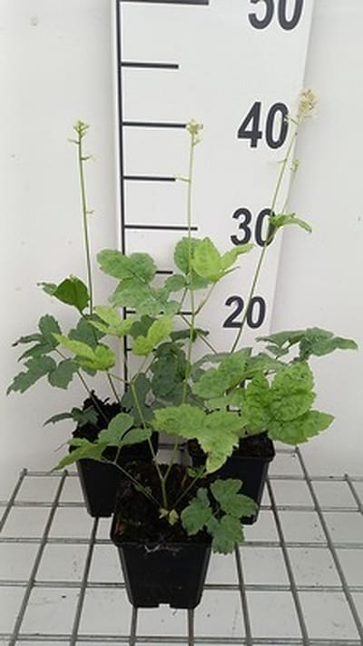 6x Zilverkaars - Actaea pachypoda 'Misty Blue' | 9x9 cm pot