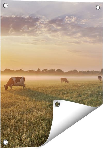 Gards Tuinposter Koeien in de Wei tijdens Zonsopkomst - 40x50 cm - Tuindoek - Tuindecoratie - Wanddecoratie buiten - Tuinschilderij
