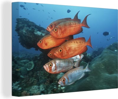 Rode en grijze vissen bij Zuid-Afrika Canvas 30x20 cm - klein - Foto print op Canvas schilderij (Wanddecoratie woonkamer / slaapkamer) / Wilde dieren Canvas Schilderijen