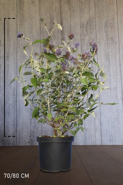 Plants Online - Haagplanten - Vlinderstruik 'Lochinch' - Pot 70-80 cm - set van 10 - Bladverliezend - Bloeiende plant - Groeit breed uit - Groeit opgaand - Informele haag - Insectenlokkend