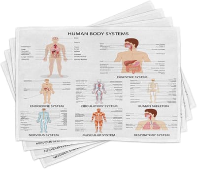 New Bed Vintage Cartoon Lichaamsprint Biologie Set van 4 Placemat voor Eettafel, Wasbare Stof met Antislip Achterkant