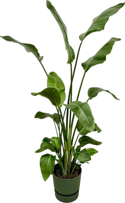 Plantenboetiek.nl | Strelitzia Nicolai inclusief elho Greenville Round groen - Ø30cm - 155-170cm hoog - Kamerplant - Complete set - Plant met pot