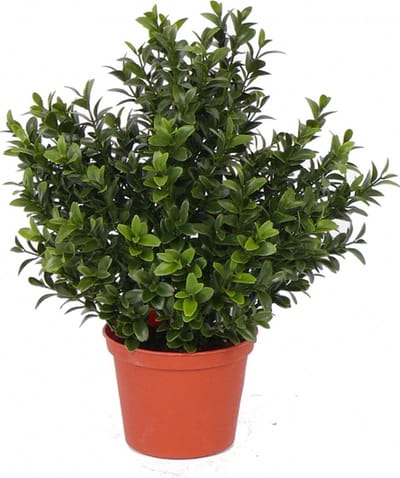 Kunstplant Buxus - groen - in pot - 31 cm - Kantoor/huiskamer - nep/namaak planten