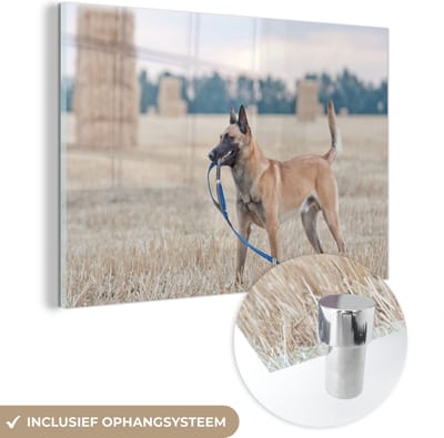 ® Glasschilderij 180x120 cm - Schilderij acrylglas - Een Mechelse herder tussen de hooibalen op een weiland - Foto op glas - Muurdecoratie woonkamer - Wanddecoratie slaapkamer - Schilderijen