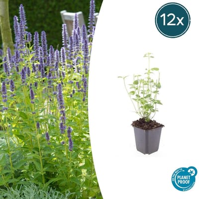 Tuinplantenshop.com | Agastache 'Black Adder' | 12 stuks - Ø9cm - 10-25cm hoog - Tuinplant