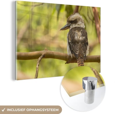 ® Glasschilderij 180x120 cm - Schilderij acrylglas - Een kookaburra of ijsvogel in de natuur van Australië - Foto op glas - Muurdecoratie woonkamer - Wanddecoratie slaapkamer - Schilderijen