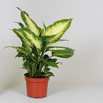 Grote Dieffenbachia Camilla Kamerplant - 30 cm Groene Varens Plant voor Binnen