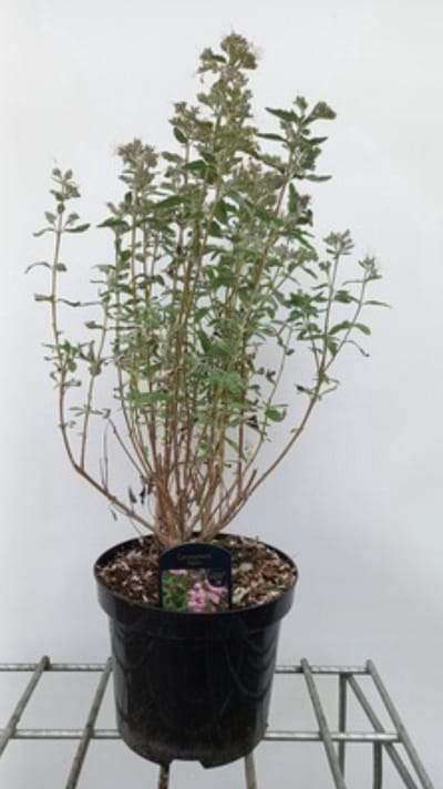 Caryopteris cland. 'Camara Pink'® - Baardbloem 30- 40 cm in pot