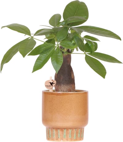 Kolibri Greens | Pachira + Bold pot 9 cm – groene kamerplant incl sierpot – vers van de kweker