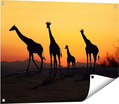 Gards Tuinposter Vier Giraffe Silhouetten bij Zonsondergang - 80x60 cm - Tuindoek - Tuindecoratie - Wanddecoratie buiten - Tuinschilderij
