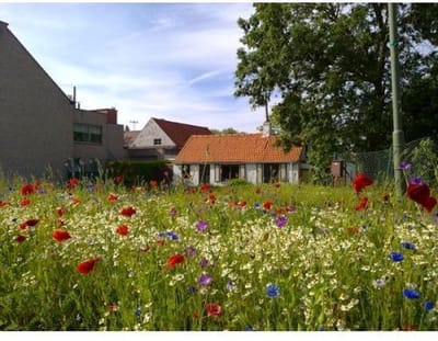 Veldbloemen zaad - Belgische Sofie 50 gram - 25 m2 - klaproos - korenbloem - bolderik - margriet - echte kamille - bijen - vlinders - insecten