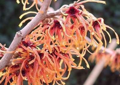 Hamamelis intermedia 'Feuerzauber' - Toverhazelaar 40-60 cm pot winterbloeier