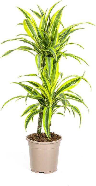 Plantenboetiek.nl | Dracaena Deremensis Lemon Lime - Ø19cm - 70-90cm hoog - Kamerplant - Groenblijvend