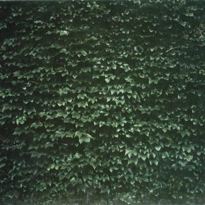 Tarentel - The Order Of Things (CD)