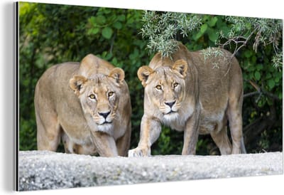 Wanddecoratie Metaal - Aluminium Schilderij Industrieel - Leeuwinnen - Wilde dieren - Jacht - 40x20 cm - Dibond - Foto op aluminium - Industriële muurdecoratie - Voor de woonkamer/slaapkamer
