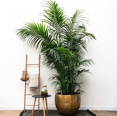 Grote Kentia palm - Howea Forsteriana opvallend - 260cm - ø35 - Kentia Palm XXL