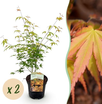 Green boutiQ - Terrasplant - Japanse Esdoorn - Acer palmatum Katsura - Oranje - 2 Planten - Bladverliezend - Pot 19cm Hoogte 70cm