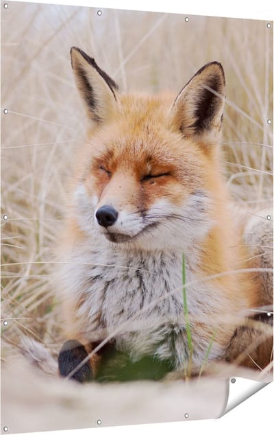 Gards Tuinposter Vos in de Duinen - 120x160 cm - Tuindoek - Tuindecoratie - Wanddecoratie buiten - Tuinschilderij