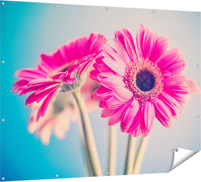 Gards Tuinposter Twee Roze Anjers - Bloemen - 160x120 cm - Tuindoek - Tuindecoratie - Wanddecoratie buiten - Tuinschilderij