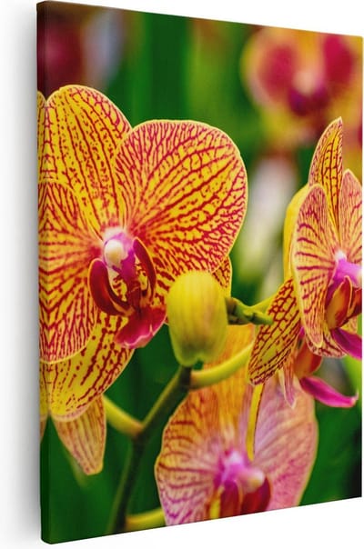 Artaza Canvas Schilderij Bloemen - 40x50 cm - Muurdecoratie Orchidee - Wanddecoratie Bloem - Kamer Accessoires
