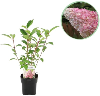 Green boutiQ - Pluim Hortensia - Hydrangea panniculata Vanille Fraise - Bloem Wit Roze - 1 Plant - Bladverliezend - Grote Bloemen - Pot 17cm Hoogte 50cm