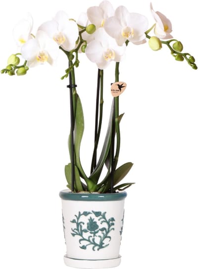 Kolibri Orchids | witte orchidee Amabilis + Malaga sierpot groen - potmaat Ø9cm | bloeiende kamerplant - vers van de kweker
