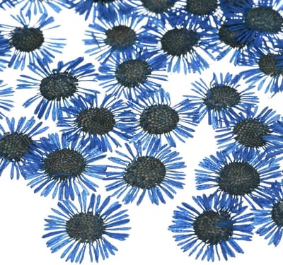 Set van 12 Gedroogde Geperste Bloemen voor Resin, Natuurlijke Bloemen voor Creatief Knutselen, DIY Sieraden, Zeep, Scrapbooking en Kaarsen