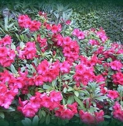 Rhododendron 'Elizabeth' - Rhododendron 20-30 cm pot