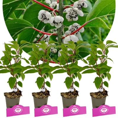 Set van 4 kiwibessen- Actinidia arguta ‘Weiki’ – Mannelijke Kiwibes- Hoogte 25cm – 9cm pot