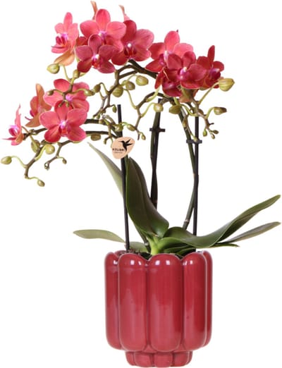 Kolibri Orchids | Rode Congo orchidee + Retro rood sierpot – potmaat Ø9cm | bloeiende kamerplant – vers van de kweker