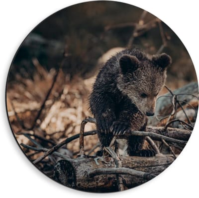 Dibond Wandcirkel - Babybeertje bij Takken - 40x40cm Foto op Aluminium Wandcirkel (met ophangsysteem)