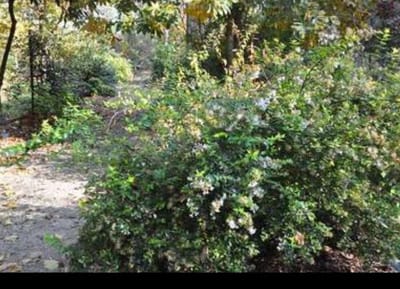 2 x Abelia grand. 'Francis Mason' ( 'variegata') - Abelia Grandiflora 'Francis Mason' 25- 30 cm in pot