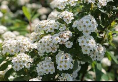 Spiraea nipp. 'Snowmound' - Spierstruik , Japanse Spirea , Japanse Spierstruik 50- 60 cm in pot