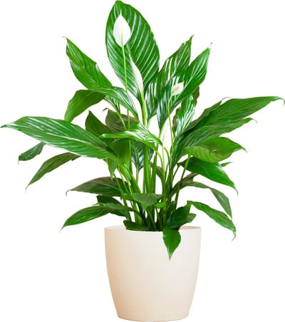 De Lepelplant of De VredesLelie, Bekend om zijn Witte Bloemen, Pathiphyllum met Pot Viber Kleur GWit - 80cm - Ø21