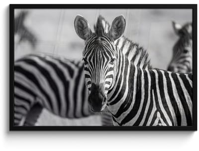 Poster in lijst - Fotolijst 90x60 cm - Posters - Zebra's - Zwart - Wit - Posterlijst zwart - Decoratie - Wanddecoratie woonkamer - Muurdecoratie slaapkamer