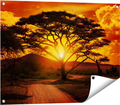 Gards Tuinposter Zonsondergang Achter een Savanne Boom - 80x60 cm - Tuindoek - Tuindecoratie - Wanddecoratie buiten - Tuinschilderij