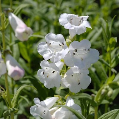 6 x Penstemon 'White Bedder' - Schildpadbloem Pot 9x9 cm - Witbloeiende Borderplant