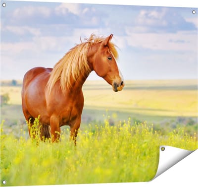 Gards Tuinposter Bruin Paard in de Wei - 100x80 cm - Tuindoek - Tuindecoratie - Wanddecoratie buiten - Tuinschilderij
