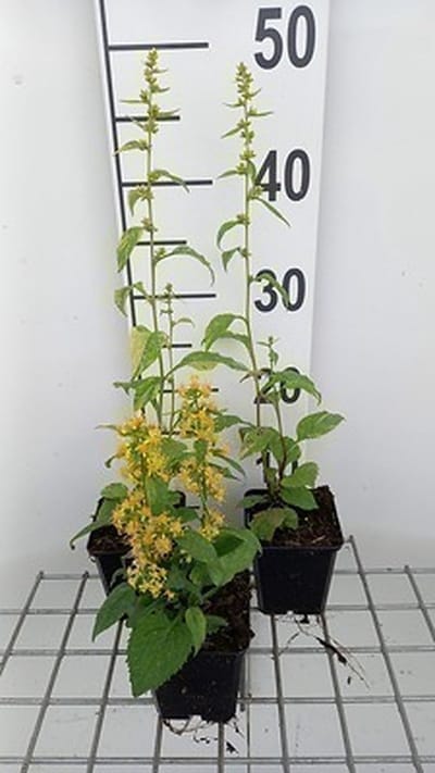 6x Guldenroede - Solidago flex. 'Variegata' | 9x9 cm pot