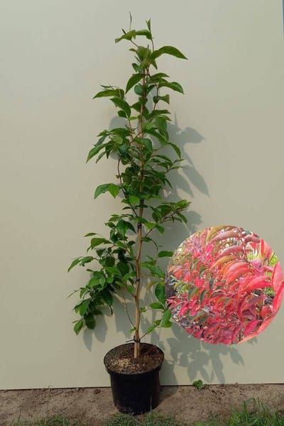 Jonge Schijncamelia boom | Stewartia rostrata | 100-150cm hoogte
